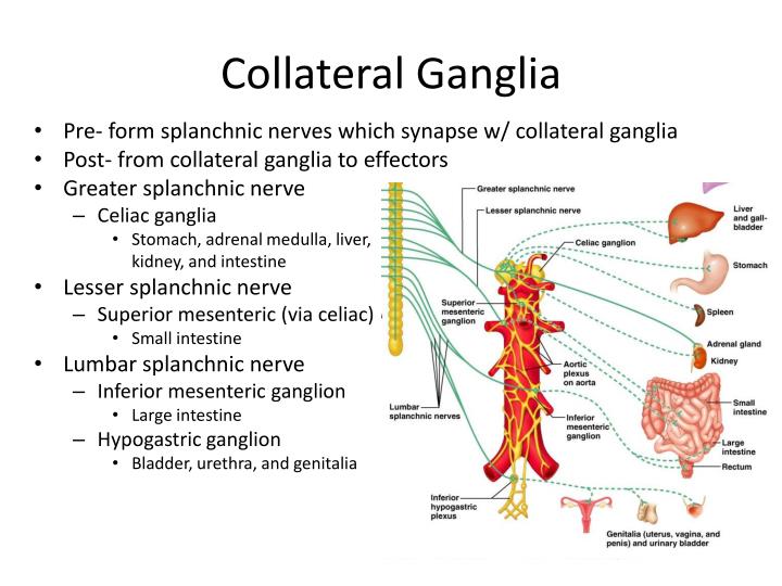 collateral ganglia