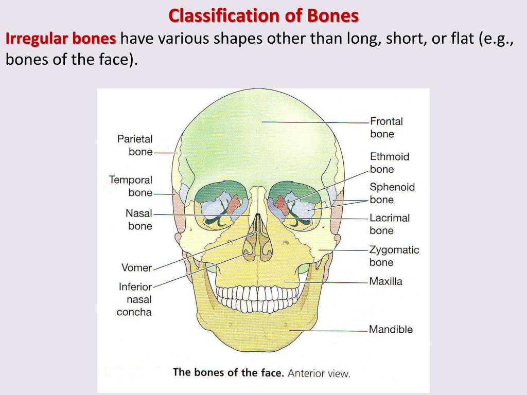 PPT - GENERAL CONSIDERATIONS ON BONES & JOINTS PowerPoint Presentation