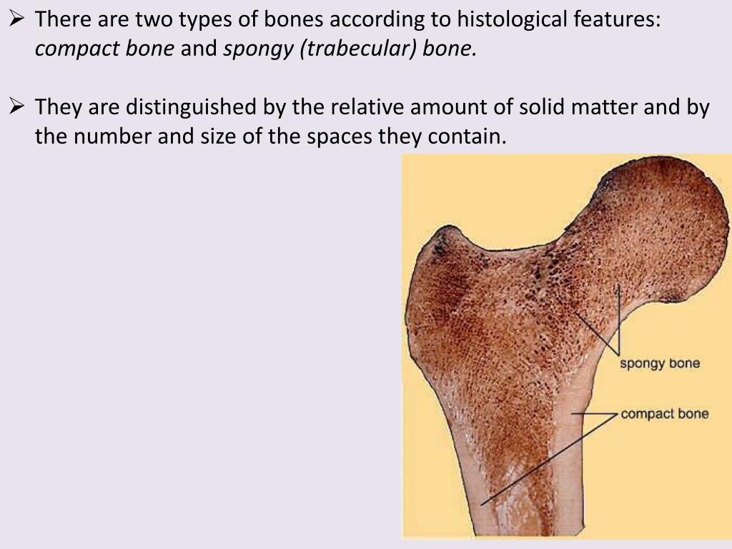 PPT - GENERAL CONSIDERATIONS ON BONES & JOINTS PowerPoint Presentation