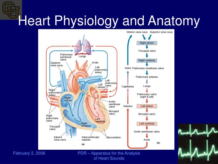 case study answers for anatomy and physiology 1 skeletal system case study module 14: anatomy & physiology case study #2 mrs jones’ case: “old bones” overview: mrs jones, a 75-year old woman is admitted arrives at the hospital complaining. case study answers for anatomy and physiology 1 skeletal system case study module 14: anatomy & physiology case study #2 mrs jones’ case: “old bones” overview: mrs jones, a 75-year old woman is admitted arrives at the hospital complaining.