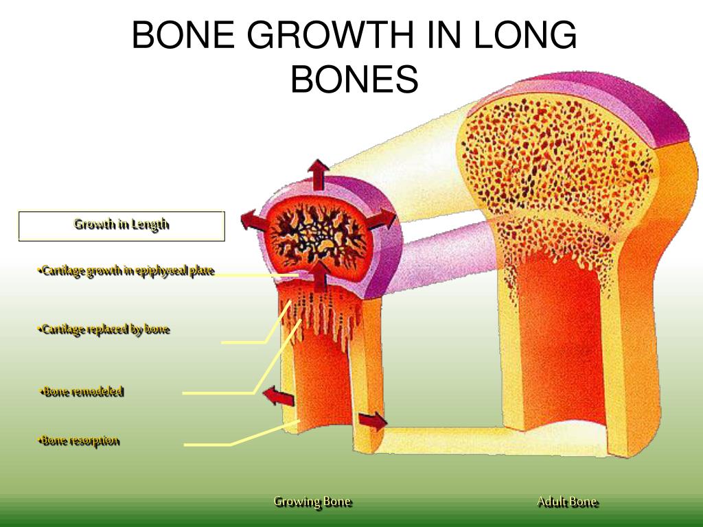 Какая структура обеспечивает кости в ширину. Рост кости. Аппозиционный рост кости. Рост кости Плотникова.