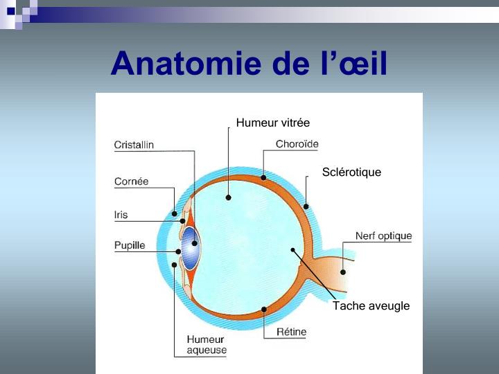PPT Anatomie de l’oeil PowerPoint Presentation ID2964101 — free download