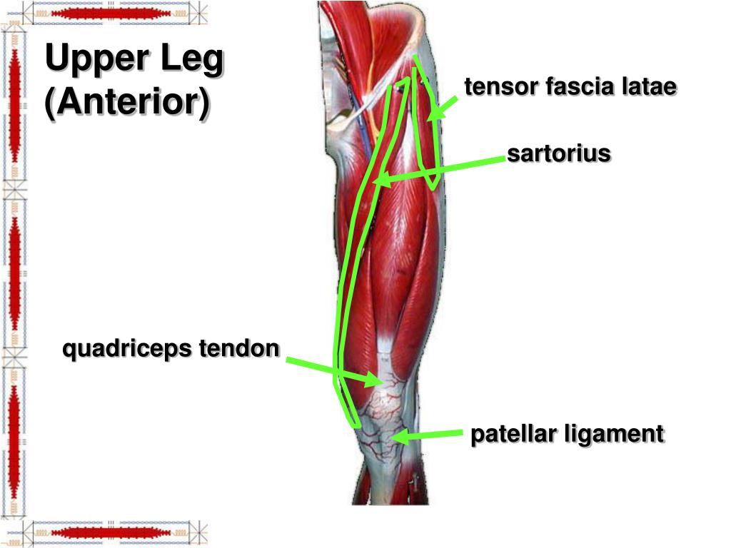 PPT - Hip & Lower Limb Muscles PowerPoint Presentation ...