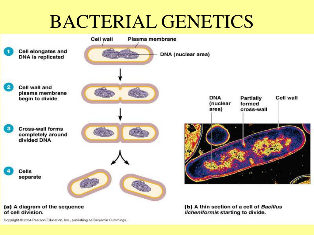 process by which two bacteria exchange genetic information