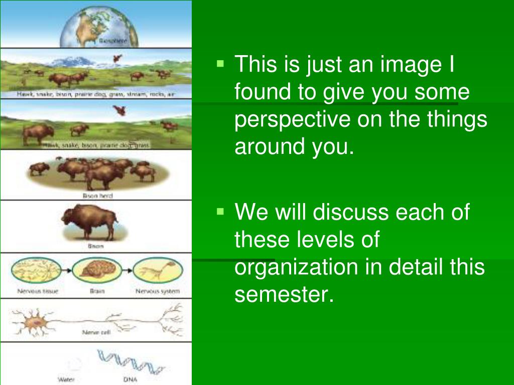 characteristics of living things powerpoint presentation lesson plan