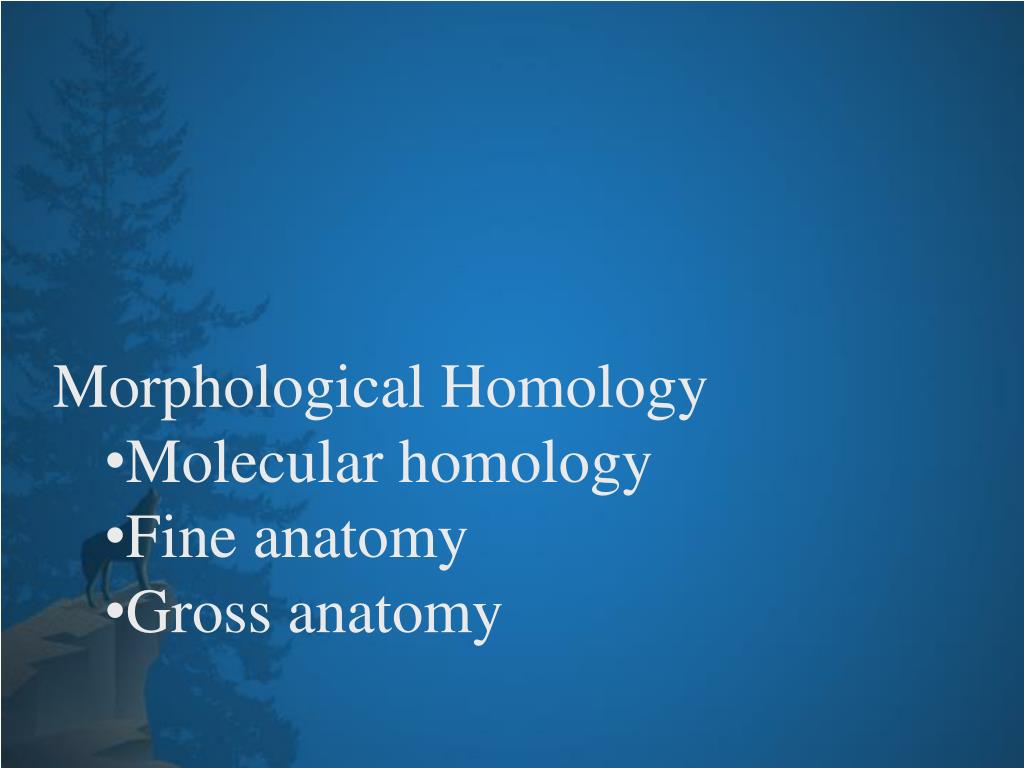 PPT Morphological Homology Molecular homology Fine anatomy Gross