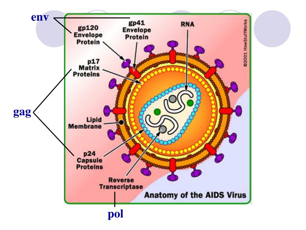 Вич биология. ВИЧ структура вириона. Строение вируса СПИДА. Схема вируса СПИДА. Структура вируса иммунодефицита человека.