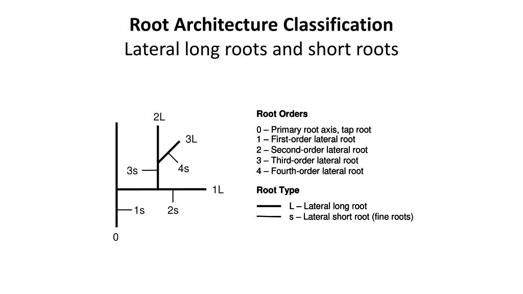Remaining Roots Classifications PPT - 3 rd International Congress on Planted Forests Satellite Workshop ...