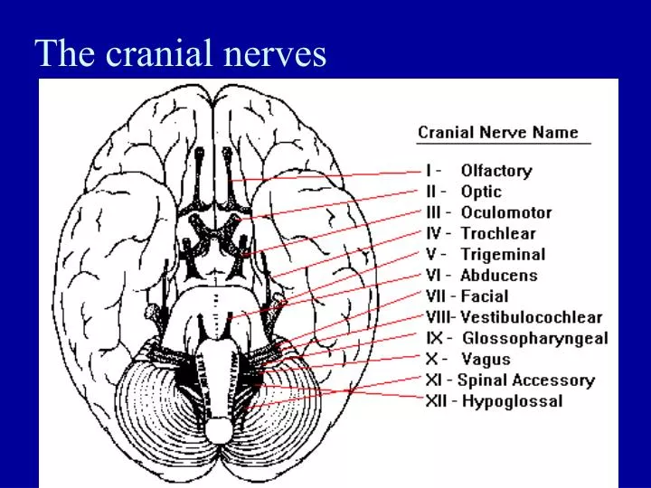 Ppt The Cranial Nerves Powerpoint Presentation Free Download Id