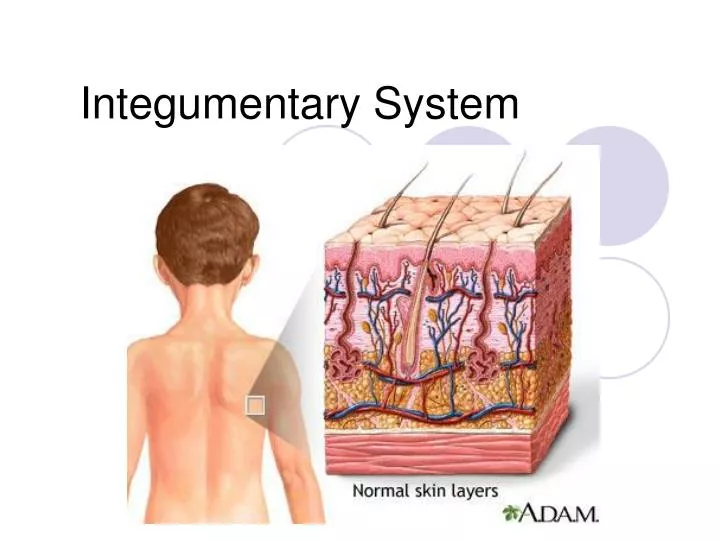 disease integumentary system Learn what the integumentary system is, how it works and what diseases and treatments suffer from this system is one the amazing systems of the human body. disease integumentary system Learn what the integumentary system is, how it works and what diseases and treatments suffer from this system is one the amazing systems of the human body.