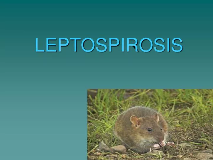 Leptospirosis PPT