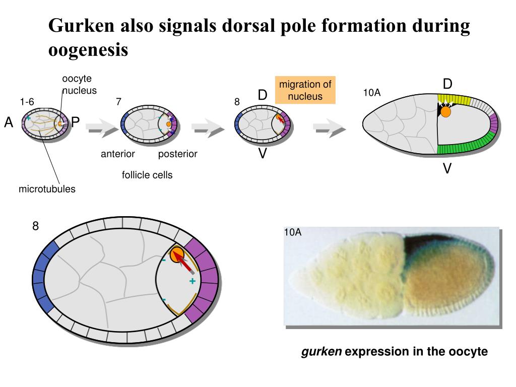 Клетки дрозофилы. Drosophila Development Atlas.