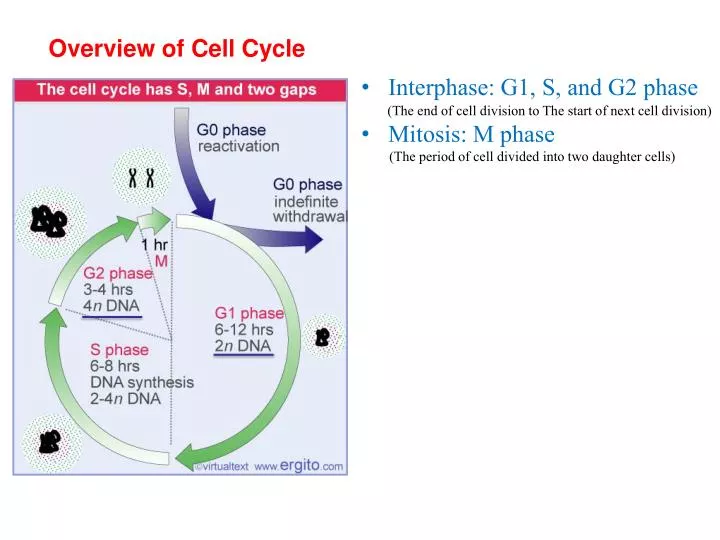 a short overview of the cell cycle Summary of the cell cycle introduction over time, many of the cells that make up our bodies age, die and need to be replaced the process by which a cell reproduces to create two identical copies is known as mitosis. a short overview of the cell cycle Summary of the cell cycle introduction over time, many of the cells that make up our bodies age, die and need to be replaced the process by which a cell reproduces to create two identical copies is known as mitosis.