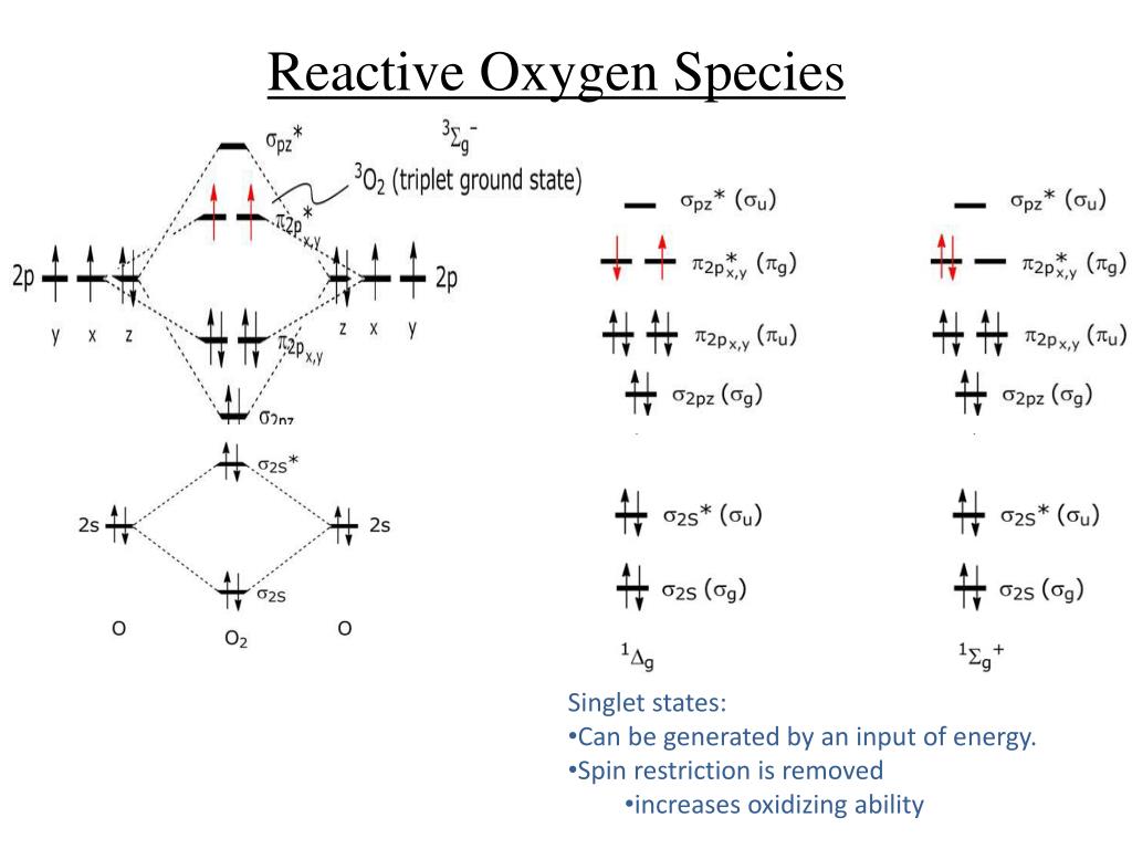 PPT Oxygen Radicals and Reactive Oxygen Species PowerPoint PPT Oxygen Radicals and Reactive Oxygen Species PowerPoint