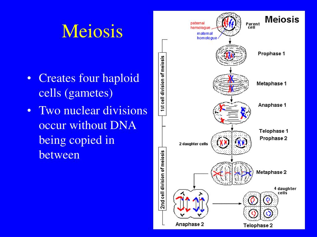 PPT - Meiosis Gamete Production PowerPoint Presentation, free download ...