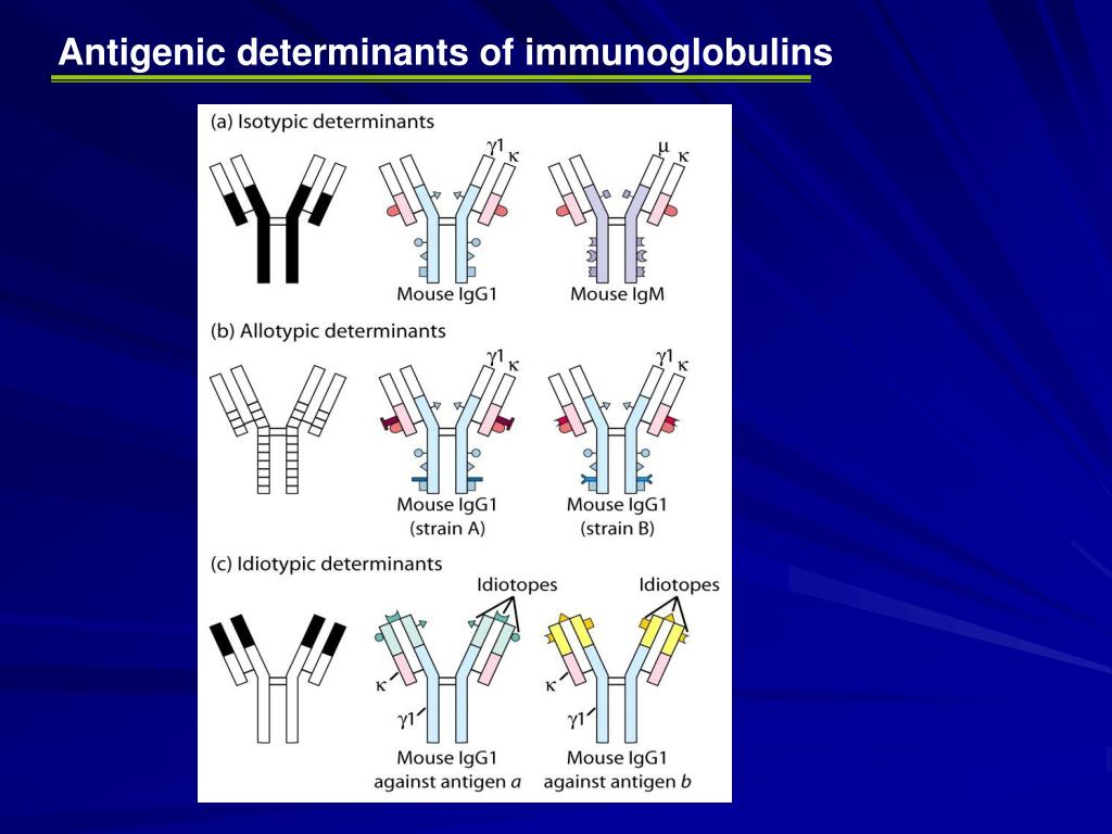 PPT - Immunoglobulins PowerPoint Presentation, free download - ID:2970232