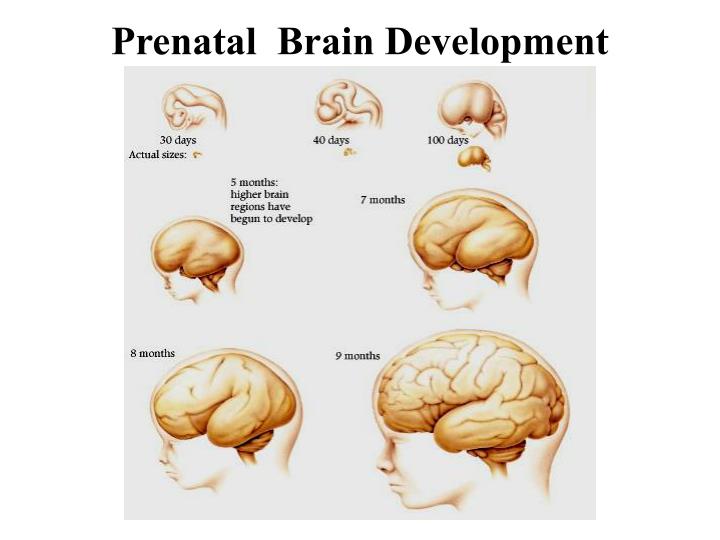 prenatal brain development prenatal lifecycle prenatal brain development prenatal lifecycle