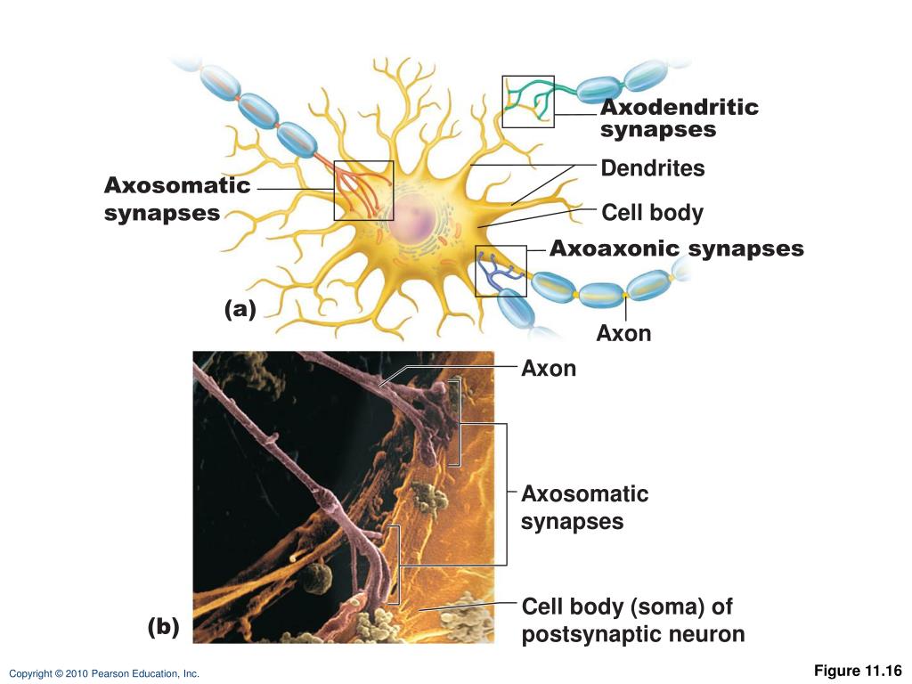 dendrite axon dendrite axon