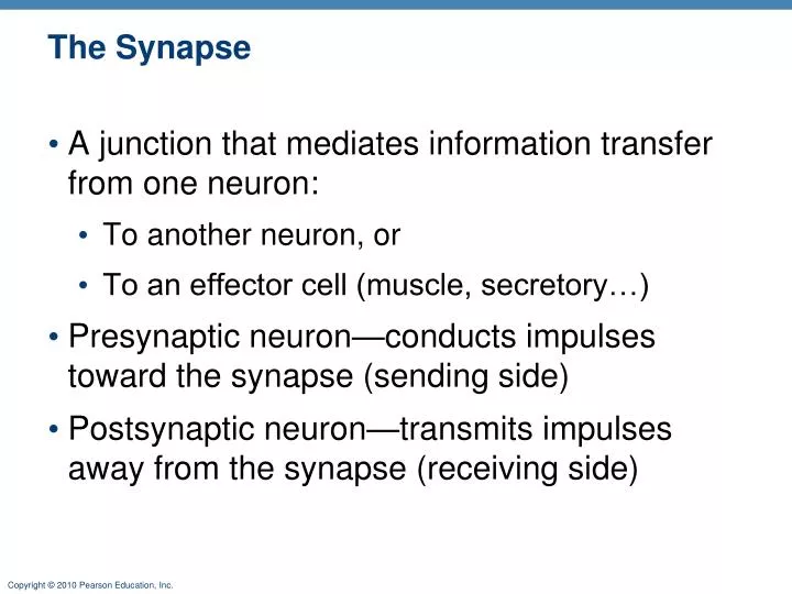 Ppt The Synapse Powerpoint Presentation Free Download Id 2971179