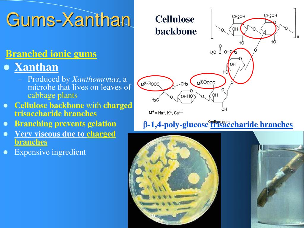 PPT FOOD CHEMISTRY Gums PowerPoint Presentation, free download ID2971652