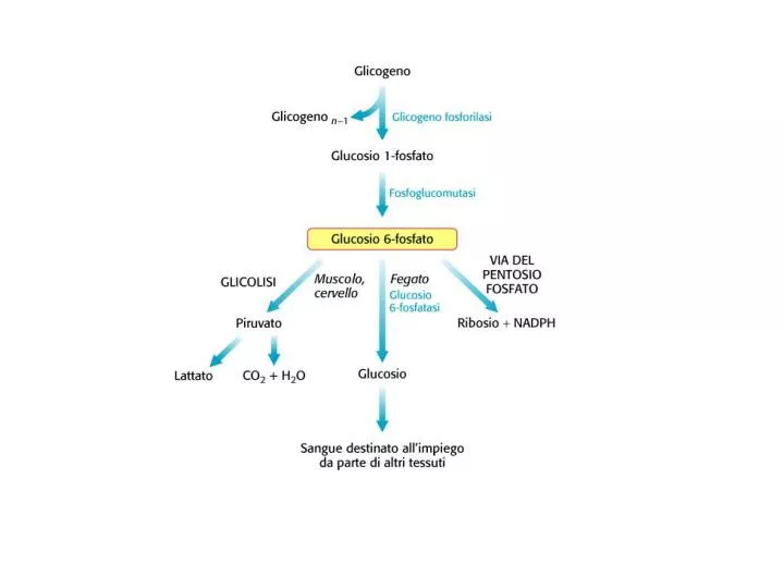 Differenza Tra Glicogenolisi E Glicogenosintesi