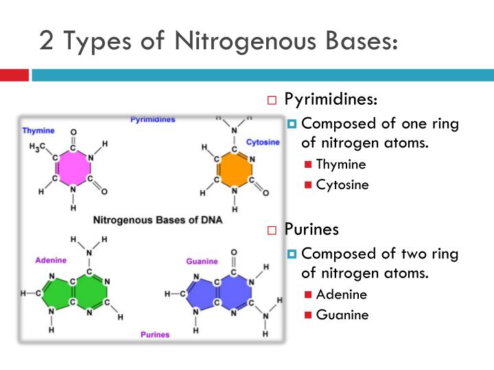 PPT DNA STRUCTURE PowerPoint Presentation ID2972819