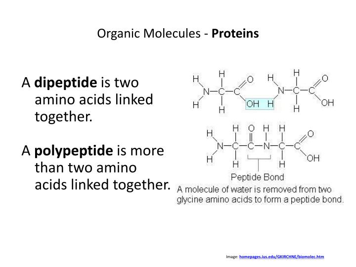 PPT Proteins! PowerPoint Presentation ID2973187