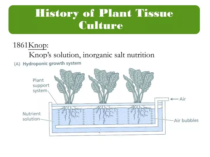 PPT - Knop : Knop’s solution, inorganic salt nutrition PowerPoint ...