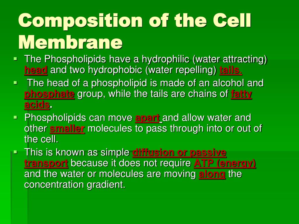 PPT - Cell Membrane and Tonicity Worksheet PowerPoint Presentation Within Cell Membrane And Tonicity Worksheet