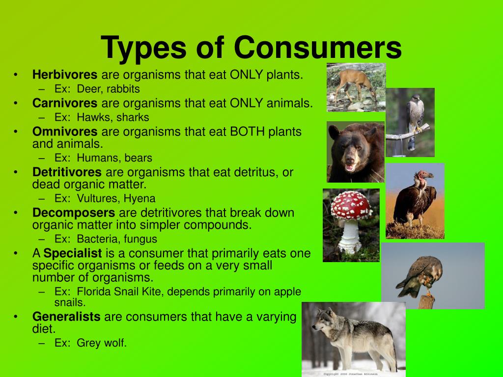 PPT Chapter 13 Principles Of Ecology PowerPoint Presentation Free 