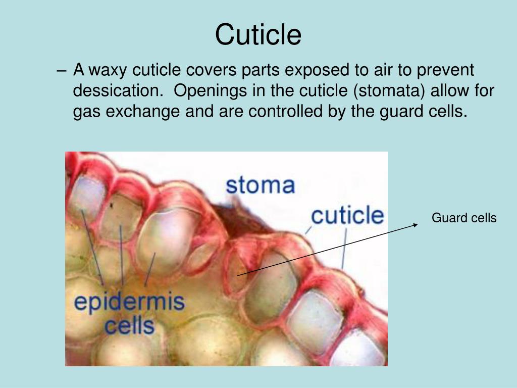 PPT PLANT DIVISIONS PowerPoint Presentation Free Download ID 2974727 ppt-plant-divisions-powerpoint-presentation-free-download-id-2974727