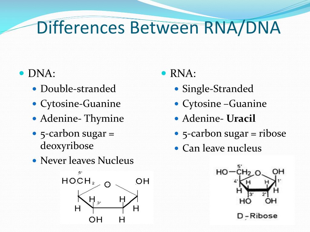 Гуанин рибоза. Difference between DNA and RNA. DNA and RNA differences. What is the difference between DNA and RNA. Гуанин и рибоза.
