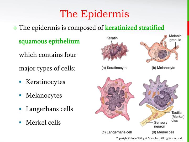 PPT - Chapter 5 PowerPoint Presentation - ID:2975386