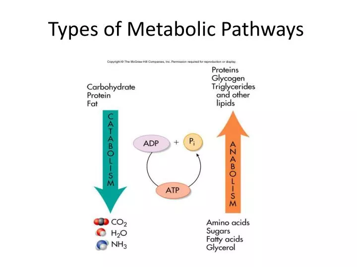 meaning of metabolic tasks
