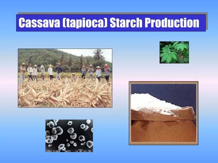 ppt cassava tapioca starch production powerpoint tapioca price chart
