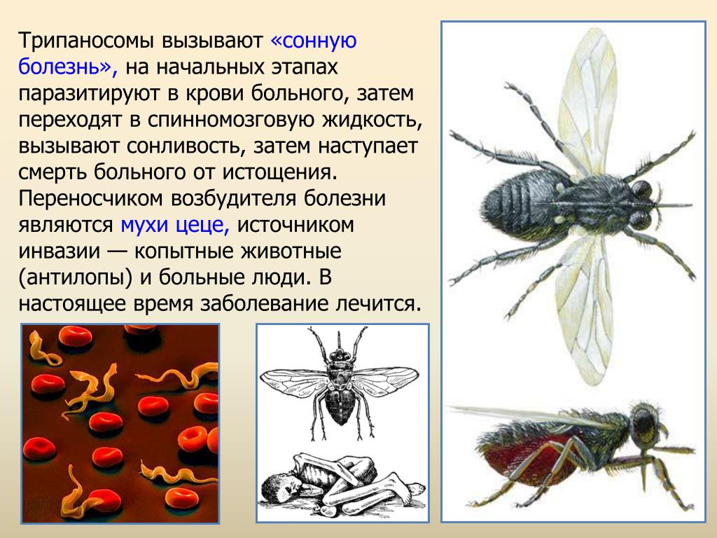 Презентация на тему трипаносомоз