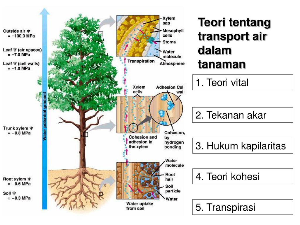 Ppt Transpirasi Powerpoint Presentation Free Download Id2976924 5096