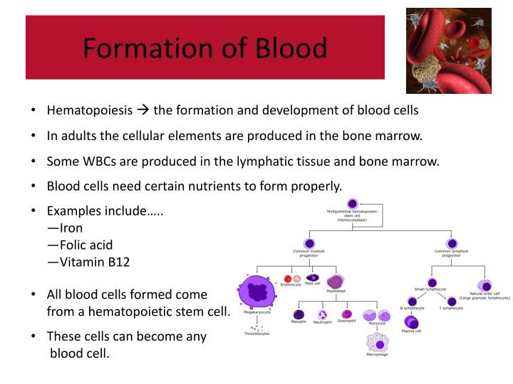 write an essay on process of blood formation