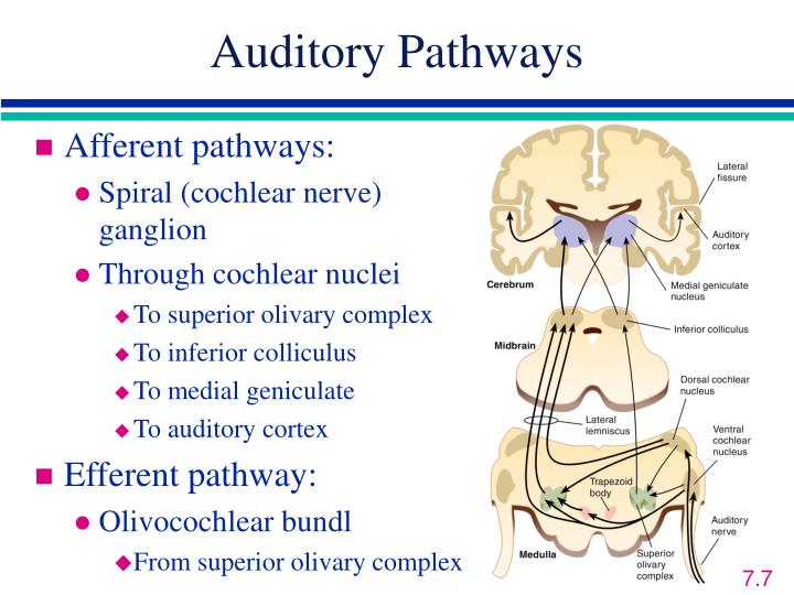 auditory nerve pathway auditory nerve pathway