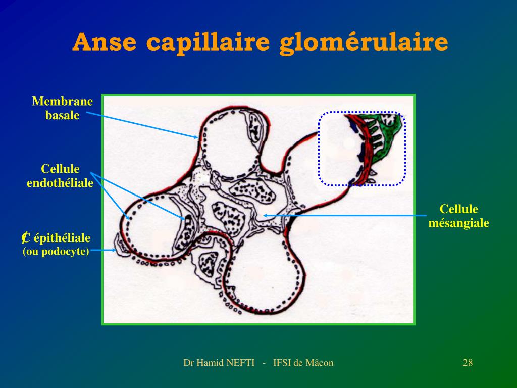 PPT - Dr Hamid NEFTI Service de Néphrologie et Dialyse - Centre ...