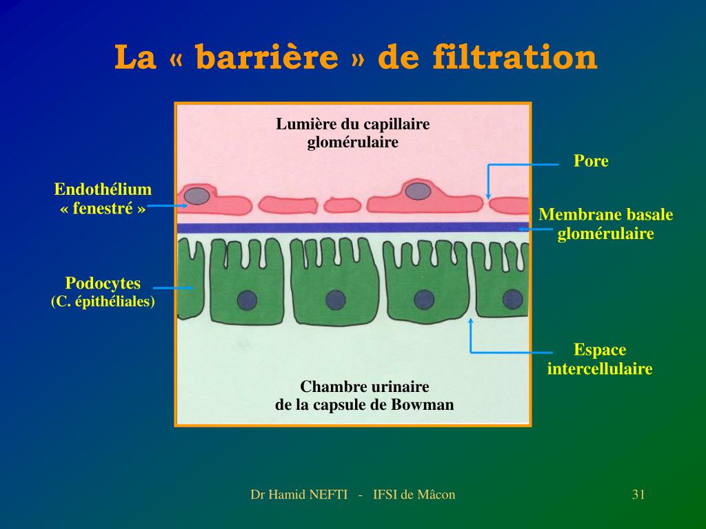 PPT - Dr Hamid NEFTI Service de Néphrologie et Dialyse - Centre ...