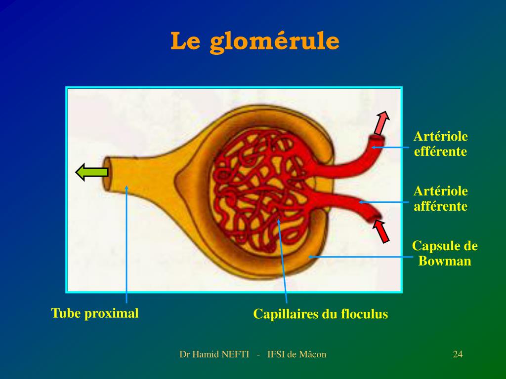 PPT - Dr Hamid NEFTI Service de Néphrologie et Dialyse - Centre ...