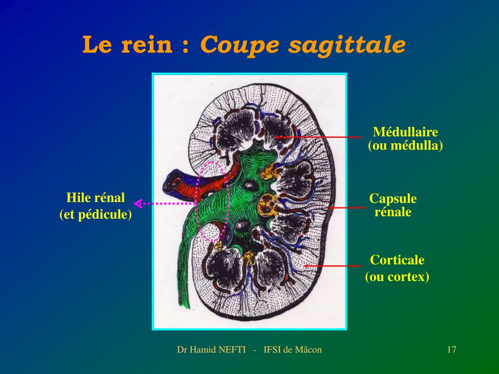 Le Hile Rénal PPT - Dr Hamid NEFTI Service de Néphrologie et Dialyse - Centre ...