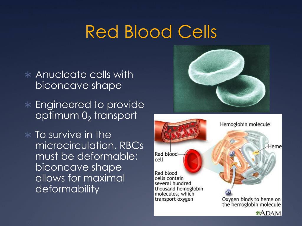 PPT - Blood Components PowerPoint Presentation, Free Download - ID:2978215