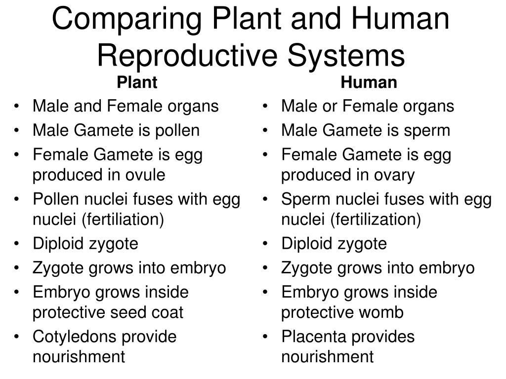 how are the male and female reproductive systems similar