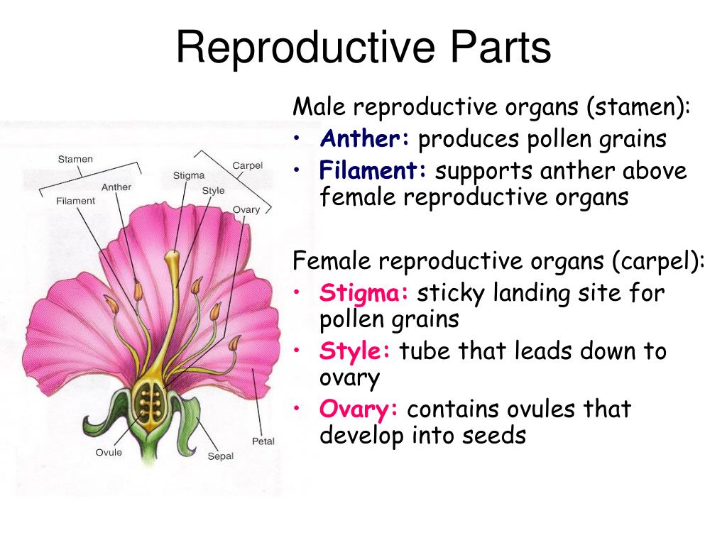 Ppt Reproduction In Flowering Plants Powerpoint Presentation Free
