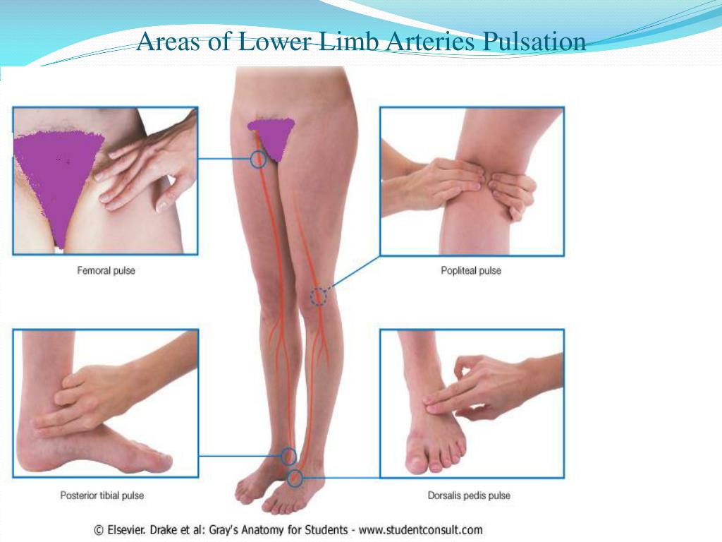 Low area. Lower Limb. Determination of the pulsation of the arteries of the lower Extremities..