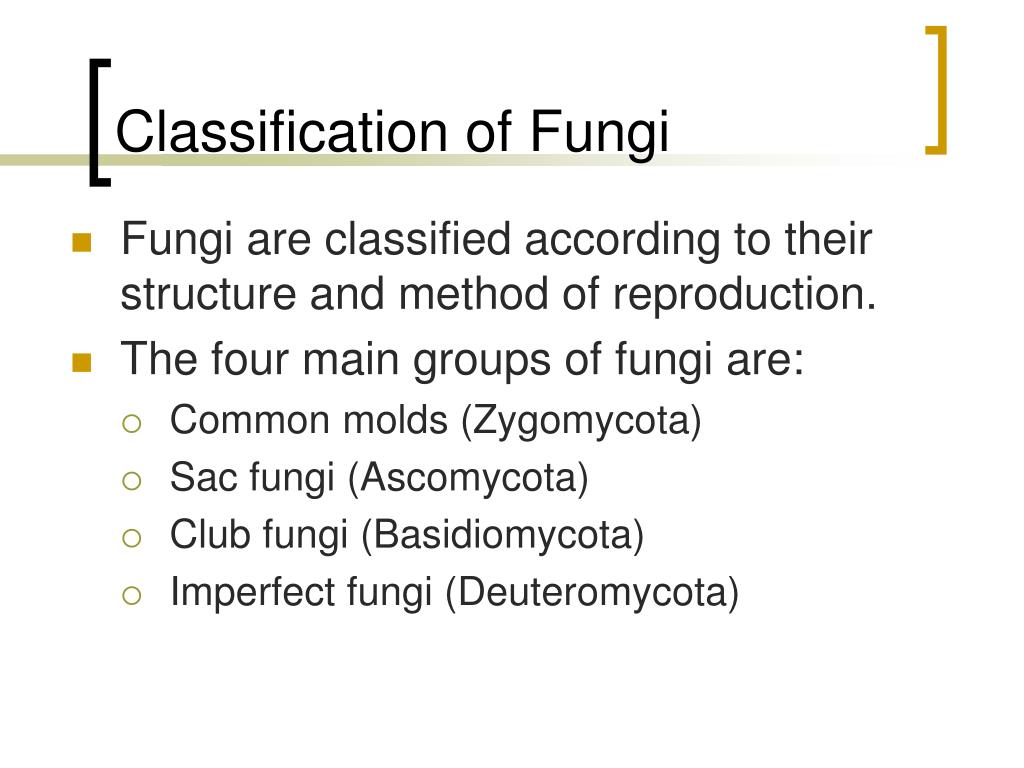 PPT - Classification of Fungi PowerPoint Presentation, free download -  ID:2978596