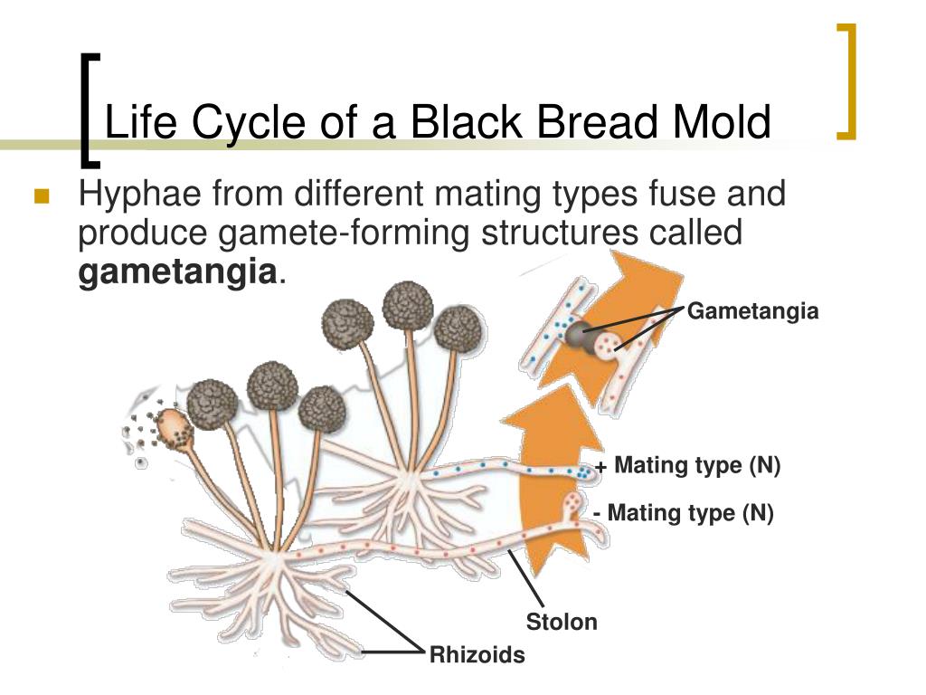 Life Cycle of a Black Bread Mold.