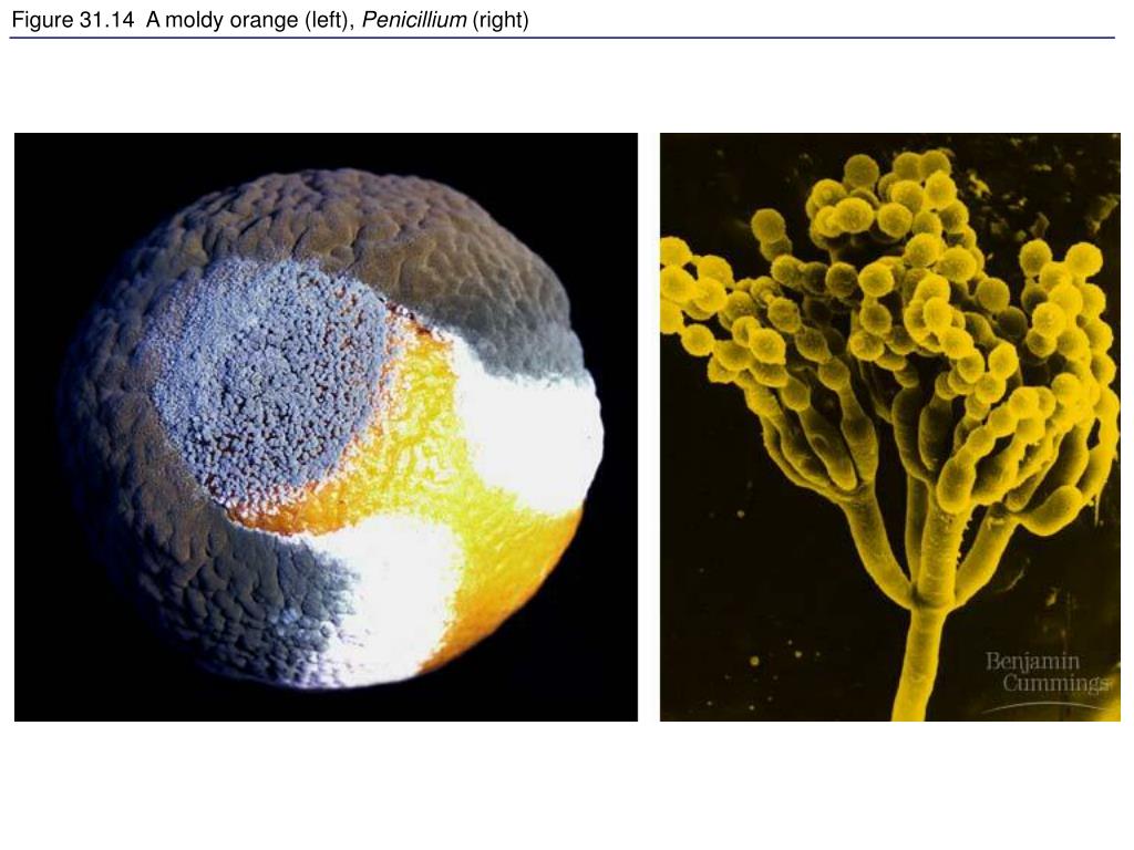 Пеницилл группа организмов. Несовершенные грибы дейтеромицеты. Аскомицеты пеницилл. Дейтеромицеты пеницилл. Плесень пеницилл микроскоп.